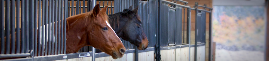 Lakefield Farm - Experience Boarding at Lakefield Farm